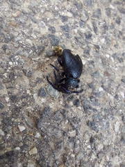 Meloe proscarabaeus