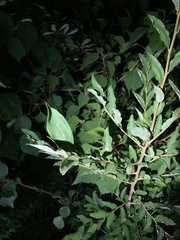 Elaeagnaceae
