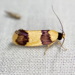 Telecrates laetiorella