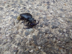 Meloe proscarabaeus