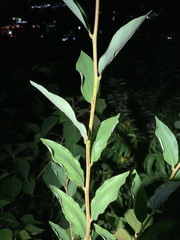 Elaeagnaceae