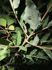 Elaeagnaceae