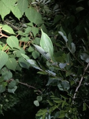Elaeagnaceae