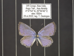 Euchrysops