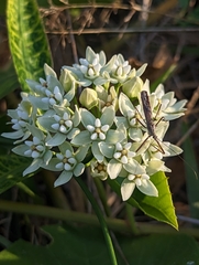 Asclepias