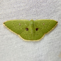 Comostola leucomerata