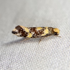 Monopis chrysogramma