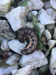 Noctua pronuba