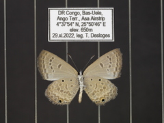 Euchrysops