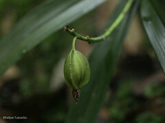 Prosthechea pachysepala