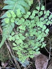 Adiantum raddianum