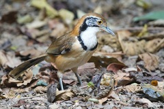 Pterorhinus pectoralis