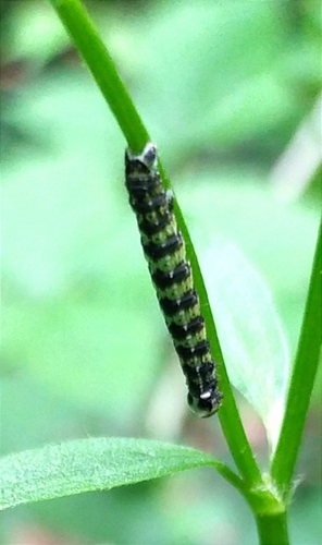 Spring Usher Moth, 8014 Zwolle, Nederland, photo 9 of 10
