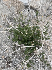Perityle emoryi