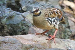 Arborophila brunneopectus