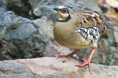 Arborophila brunneopectus