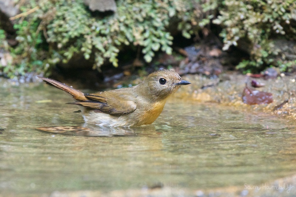 Chinese Blue Flycatcher