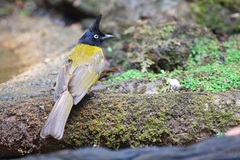 Rubigula flaviventris