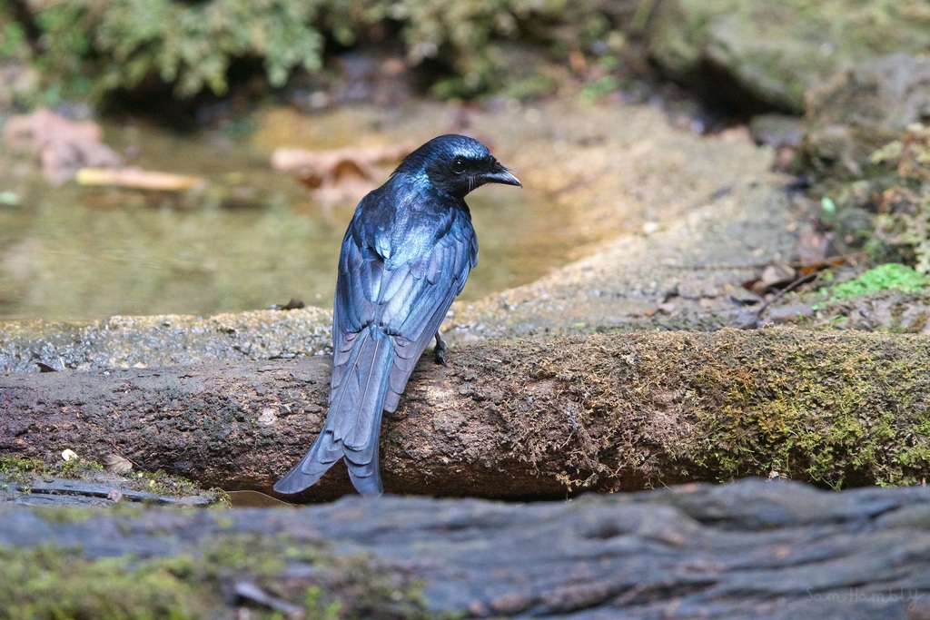 Bronzed Drongo photo