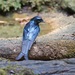 Bronzed Drongo - Photo (c) Sam Hambly, some rights reserved (CC BY-NC), uploaded by Sam Hambly