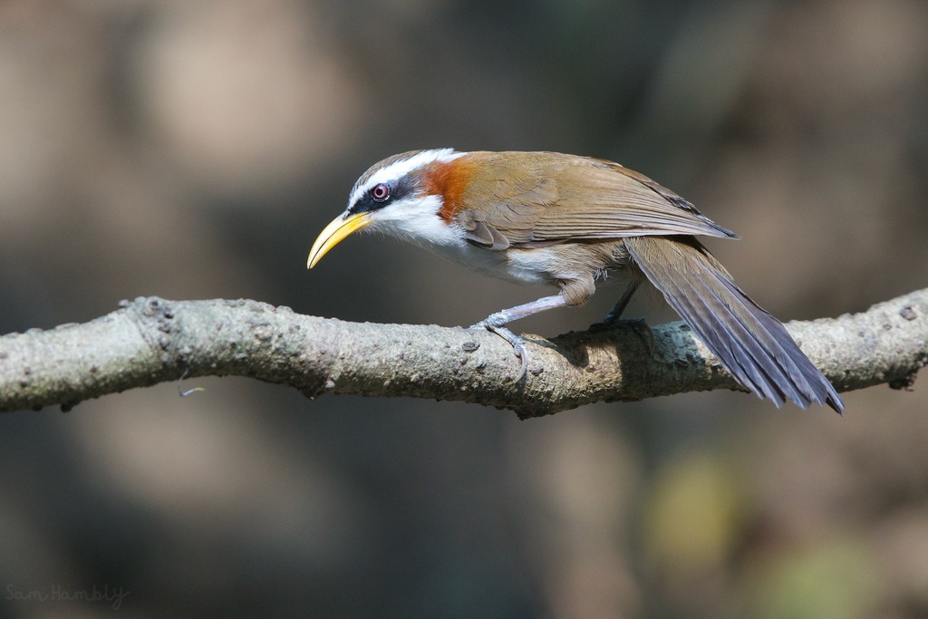 White-browed Scimitar-Babbler photo