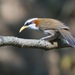 White-browed Scimitar-Babbler - Photo (c) Sam Hambly, some rights reserved (CC BY-NC), uploaded by Sam Hambly