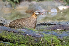 Tropicoperdix chloropus