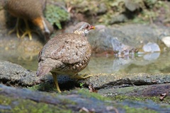 Tropicoperdix chloropus