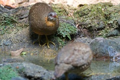 Tropicoperdix chloropus