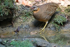 Tropicoperdix chloropus