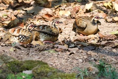 Arborophila brunneopectus