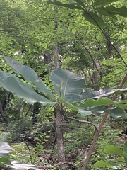 Magnolia obovata