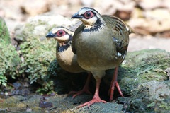 Arborophila brunneopectus