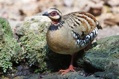 Arborophila brunneopectus