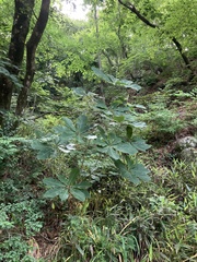 Magnolia obovata