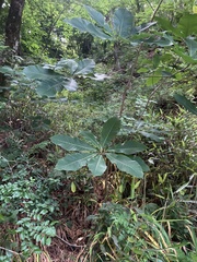 Magnolia obovata