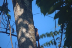 Sciurus granatensis