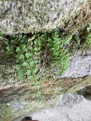 Asplenium incisum