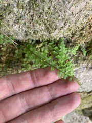 Asplenium incisum
