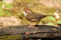 Pellorneum ruficeps