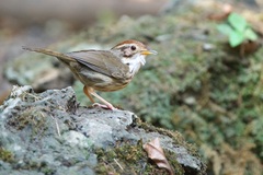 Pellorneum ruficeps