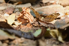 Limenitidinae