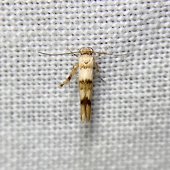 Stathmopoda tritophaea