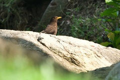 Turdus mandarinus