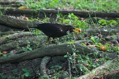 Turdus mandarinus