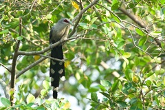 Phaenicophaeus tristis