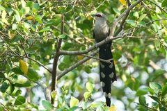 Phaenicophaeus tristis