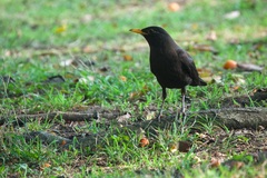 Turdus mandarinus