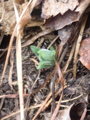 Lithospermum canescens
