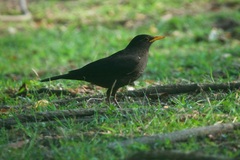 Turdus mandarinus